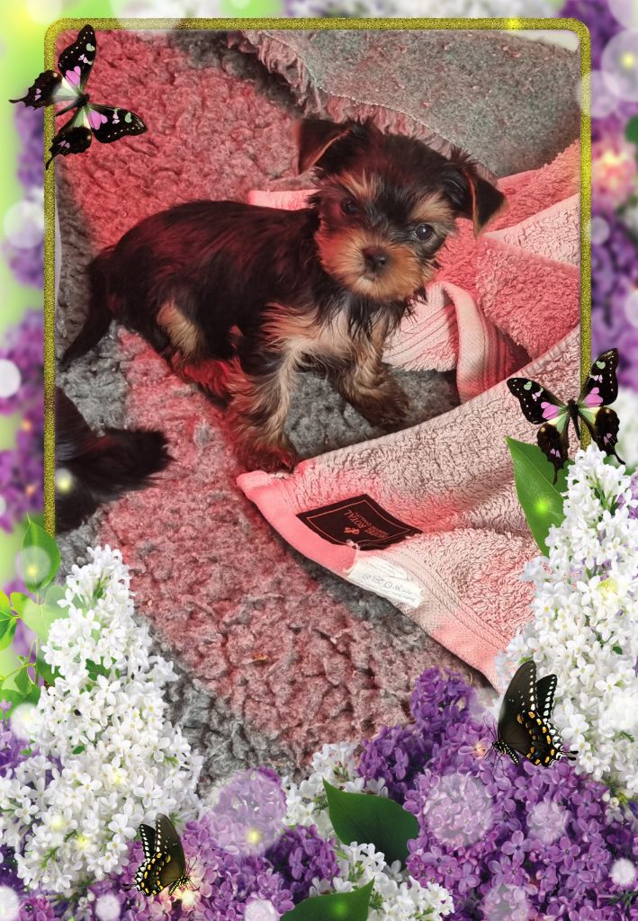 du Chemin de Bausset - Chiot disponible  - Yorkshire Terrier