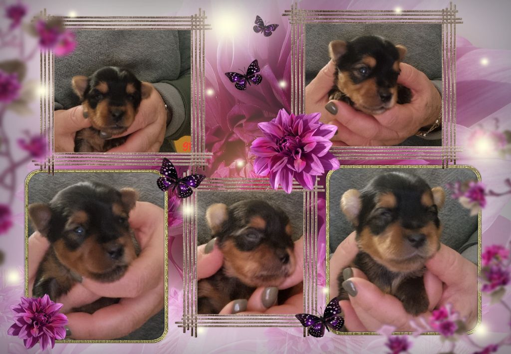 du Chemin de Bausset - Chiot disponible  - Yorkshire Terrier