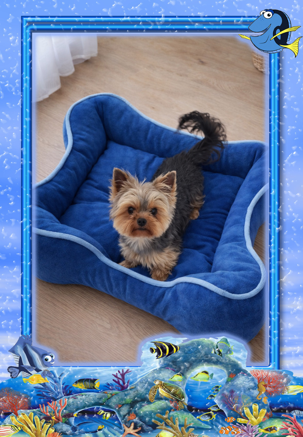 Ungaro de terre basse