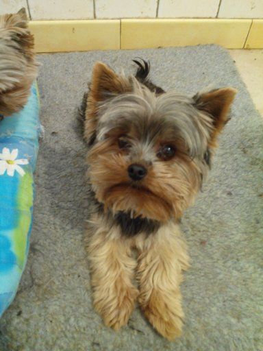 Hornet De la combe des essarts