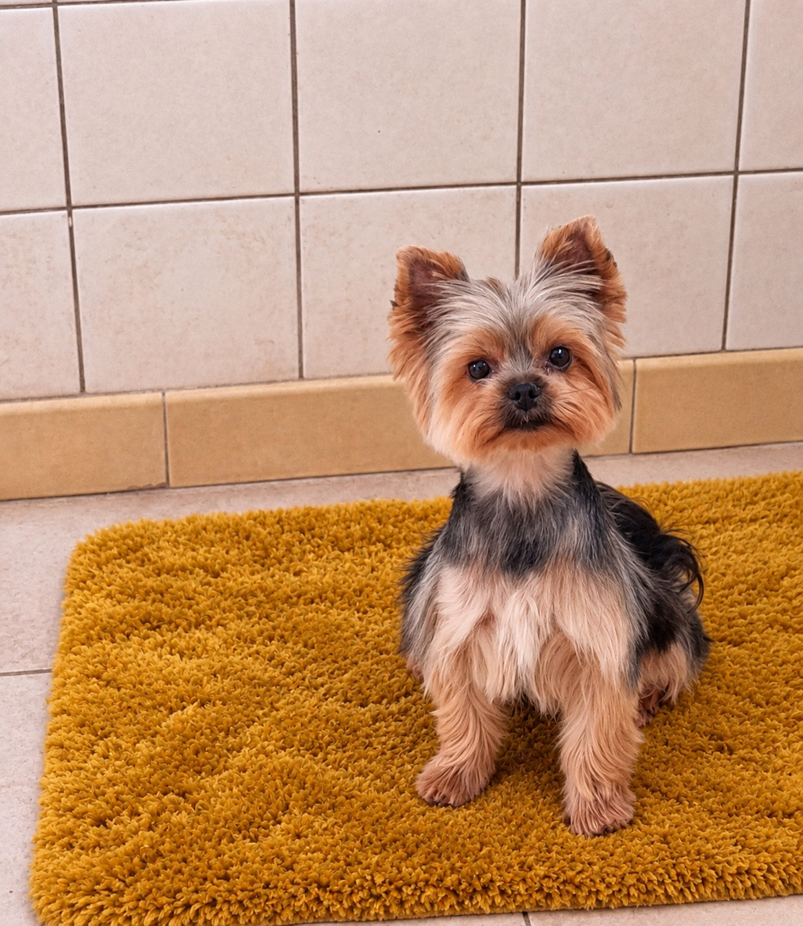 Superbe petite femelle de 3 ans à vendre