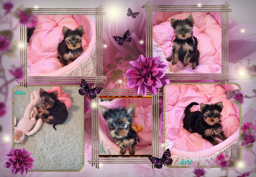 Nos derniers bébés 