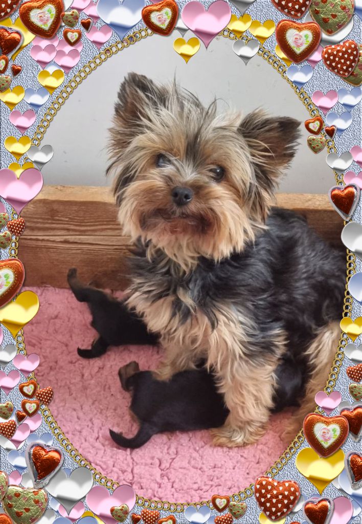 Chiot Yorkshire Terrier du Chemin de Bausset