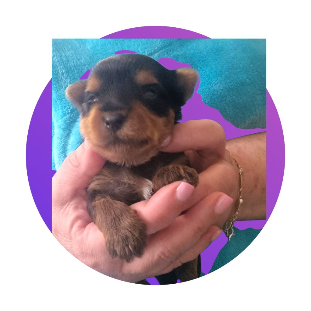 du Chemin de Bausset - Chiots disponibles - Yorkshire Terrier