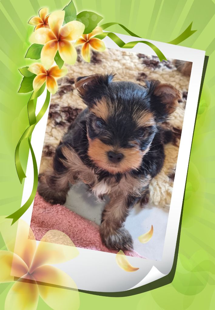 du Chemin de Bausset - Chiots disponibles - Yorkshire Terrier